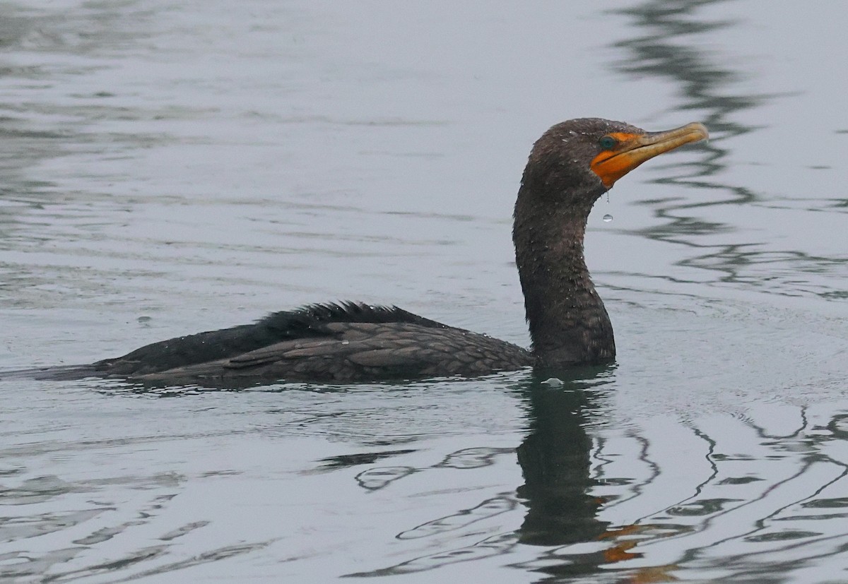 Double-crested Cormorant - ML628020957