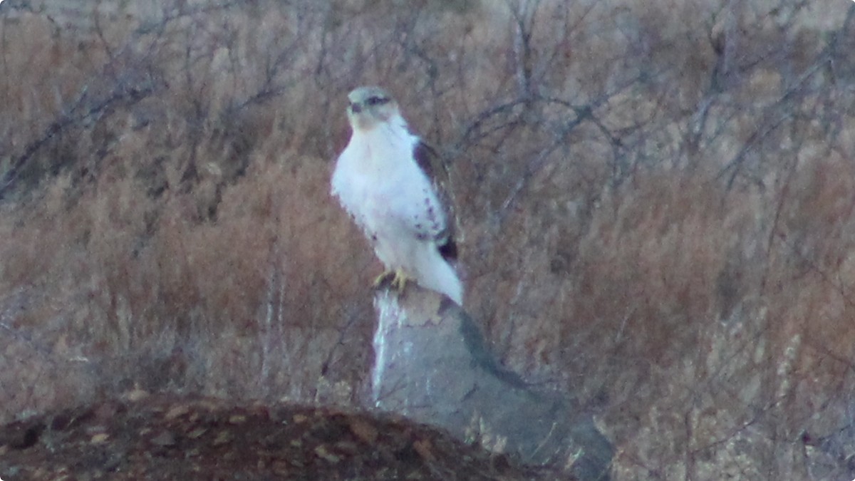 Ferruginous Hawk - ML628021008