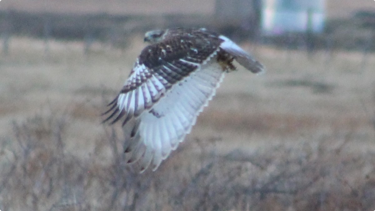 Ferruginous Hawk - ML628021009