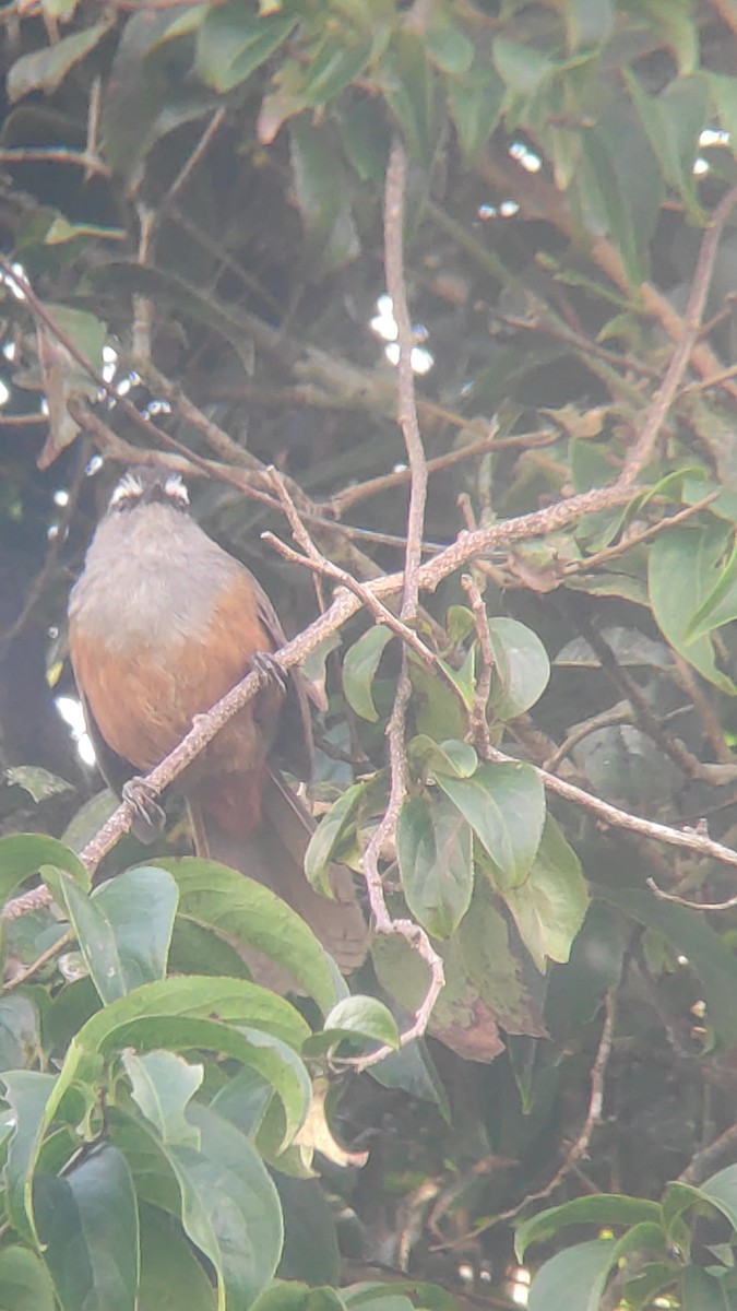 Palani Laughingthrush - ML628021014