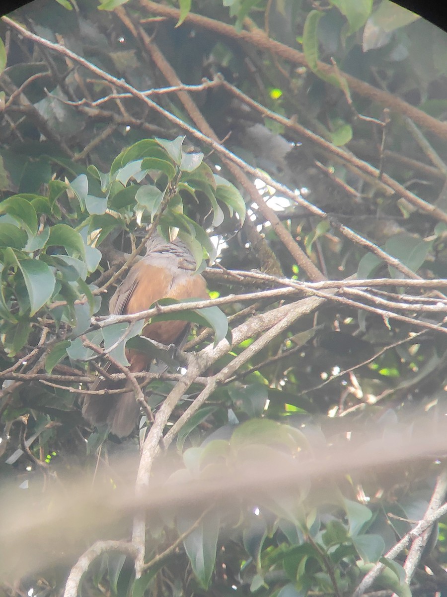 Palani Laughingthrush - ML628021015