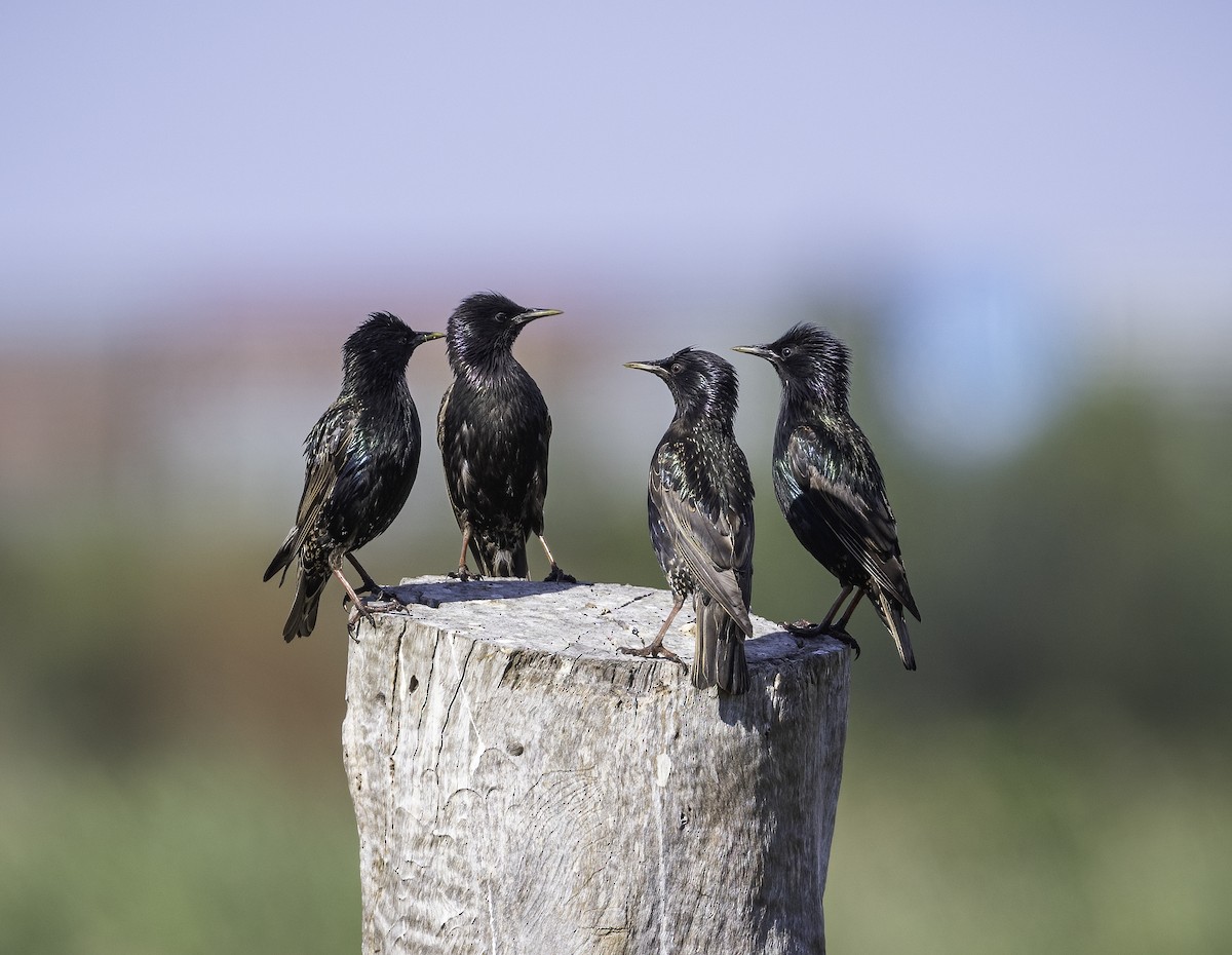 European Starling - ML628021076