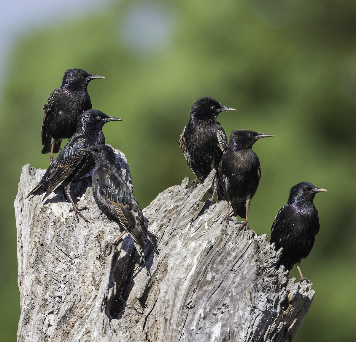 European Starling - ML628021077