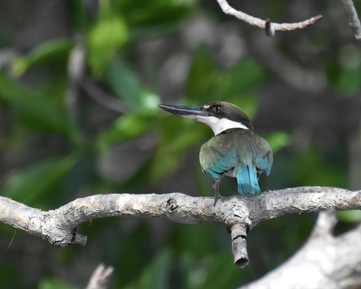 Torresian Kingfisher - ML628021101