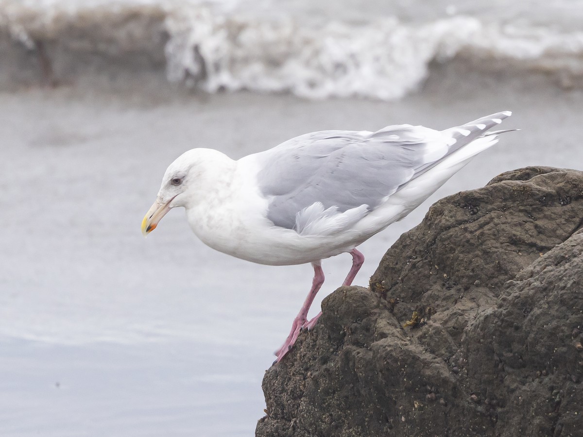 Glaucous-winged Gull - ML628021108