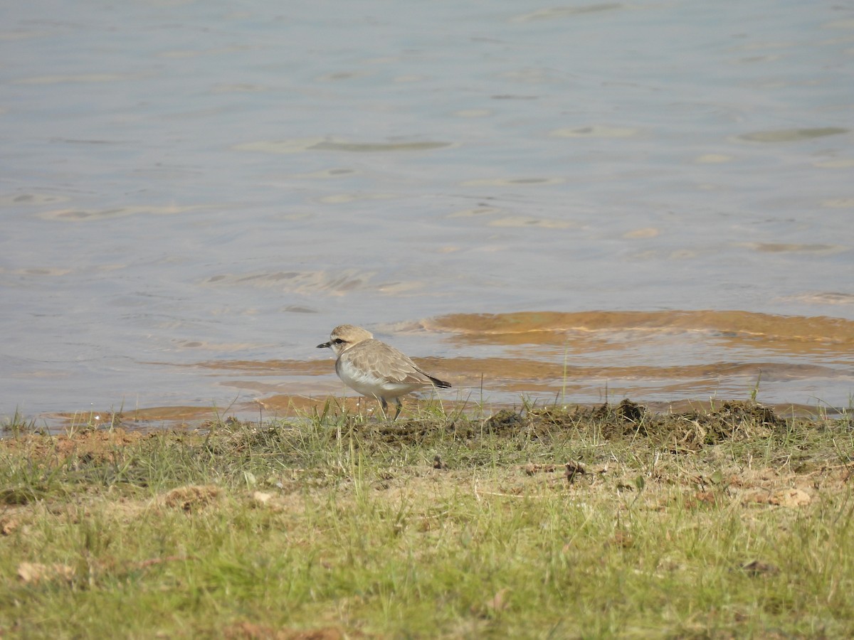 Kentish Plover - ML628021111