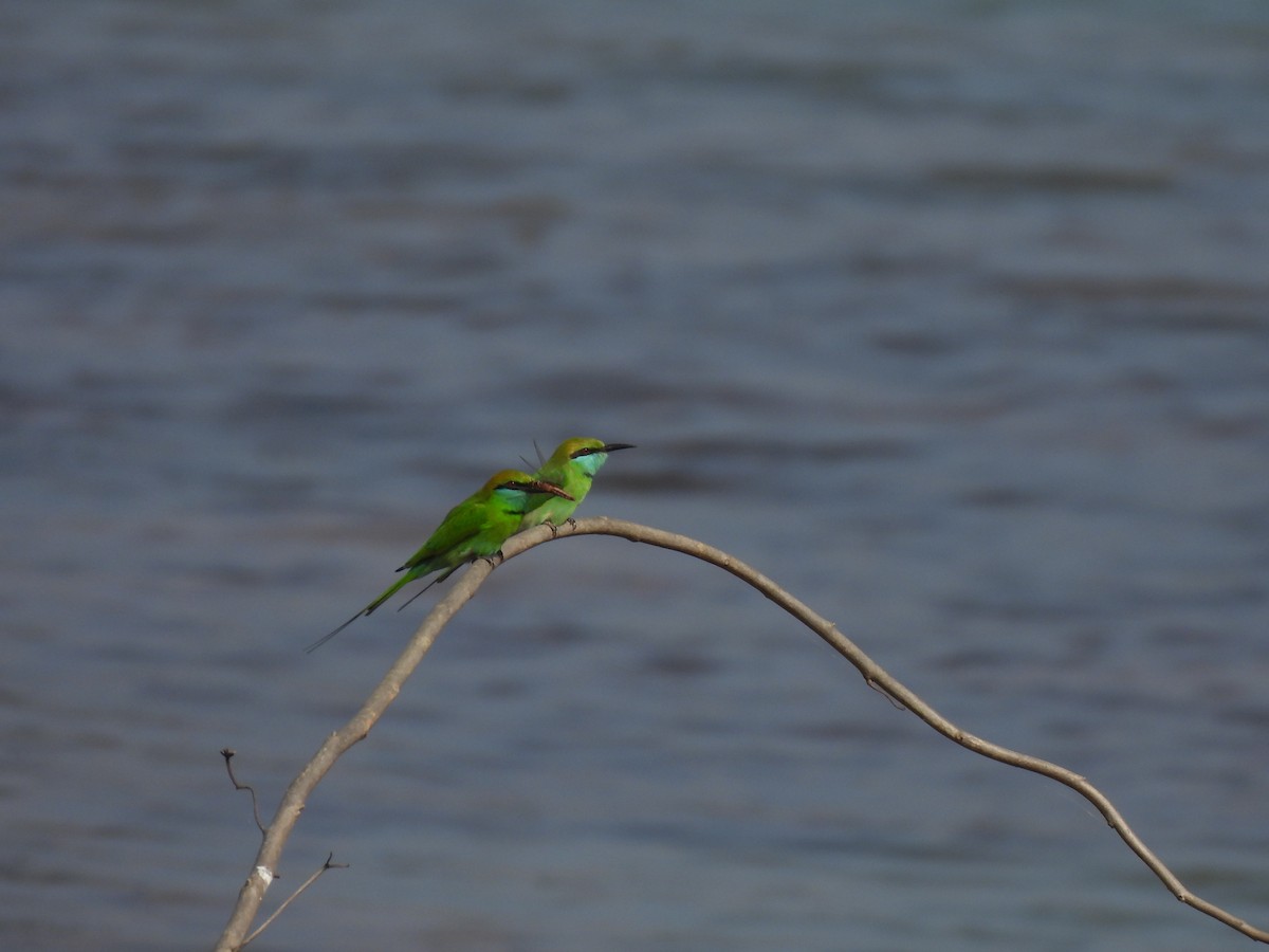 Asian Green Bee-eater - ML628021126