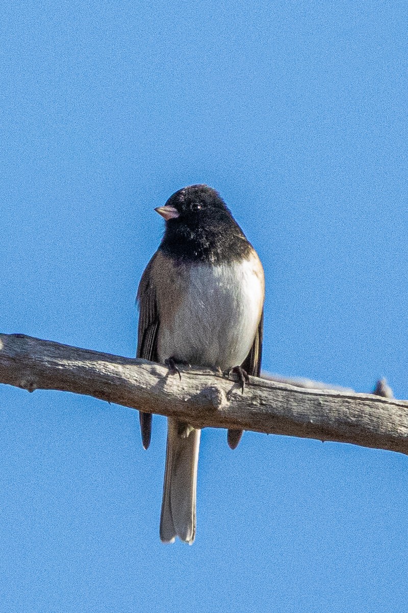 Юнко сірий - ML628021128