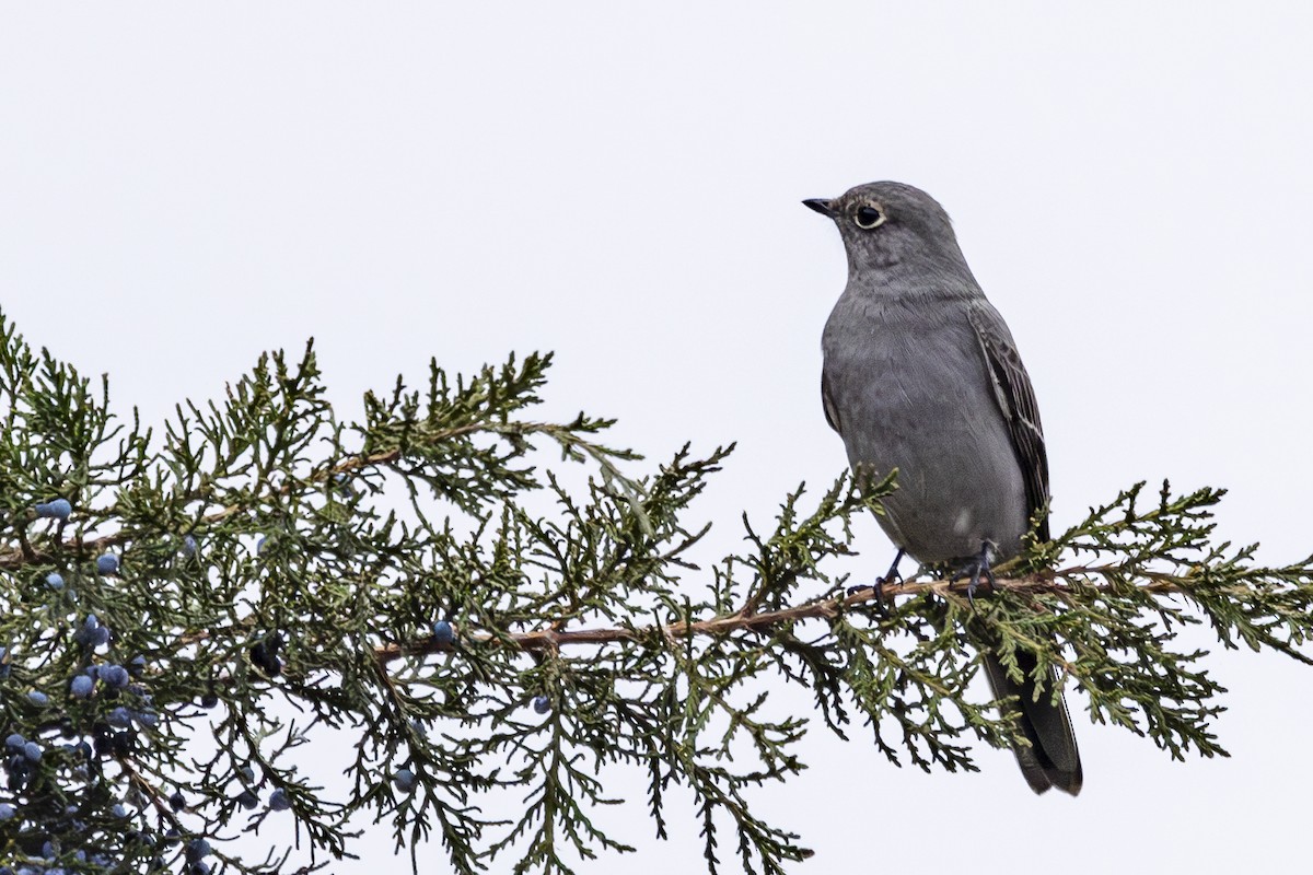 Townsend's Solitaire - ML628021222