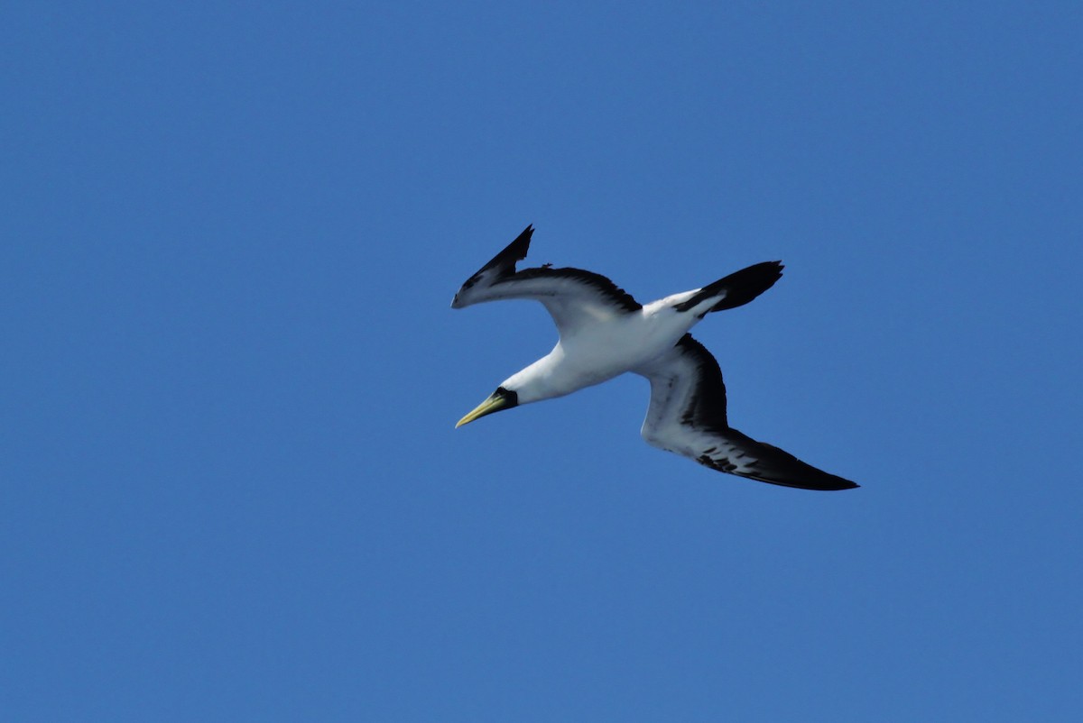 藍臉鰹鳥 - ML628021286