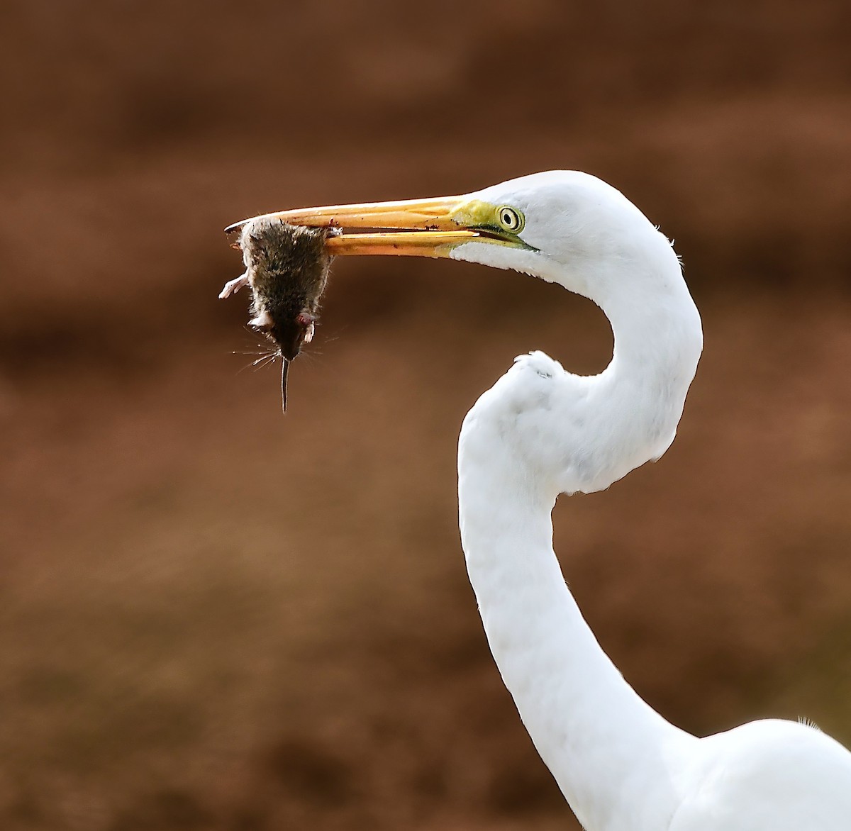 Great Egret - ML628021334