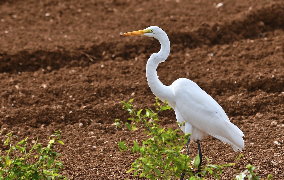 Great Egret - ML628021335