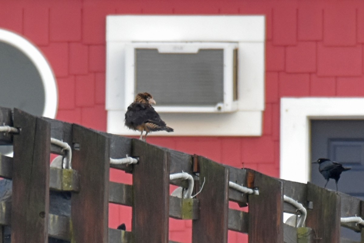 Yellow-headed Caracara - ML628021339