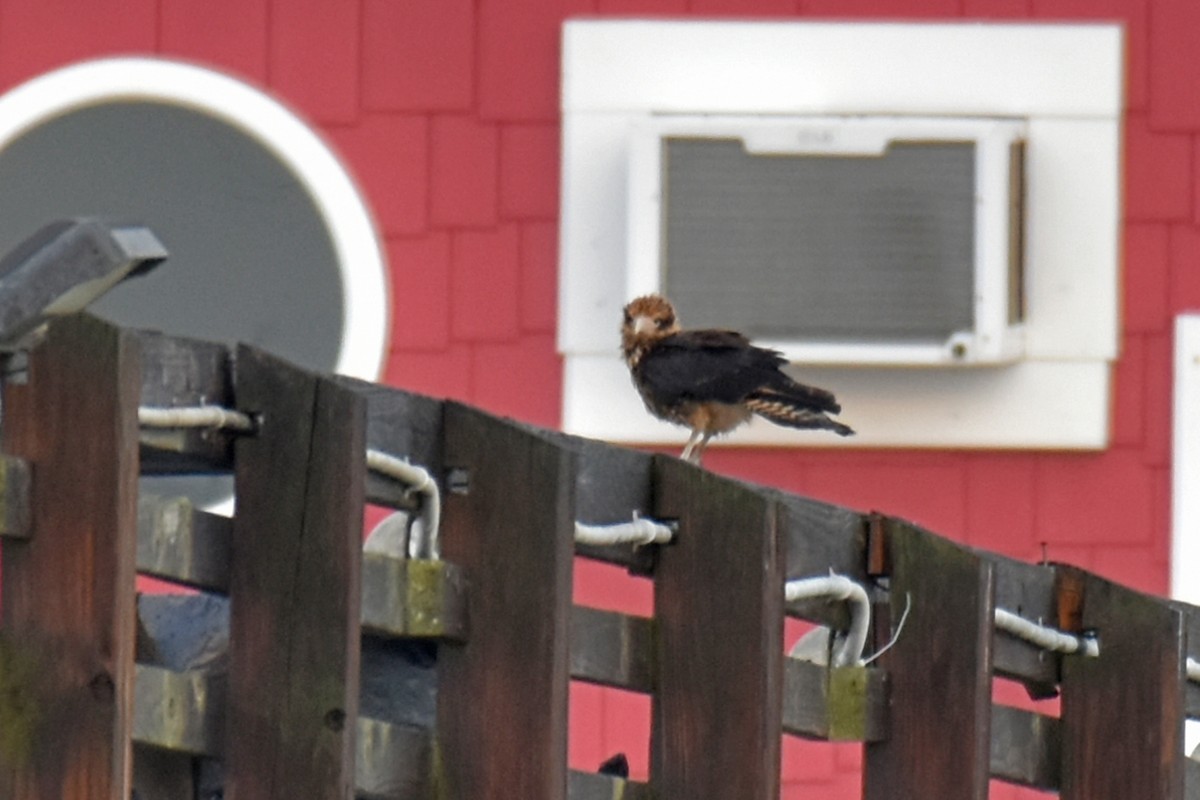 Yellow-headed Caracara - ML628021341