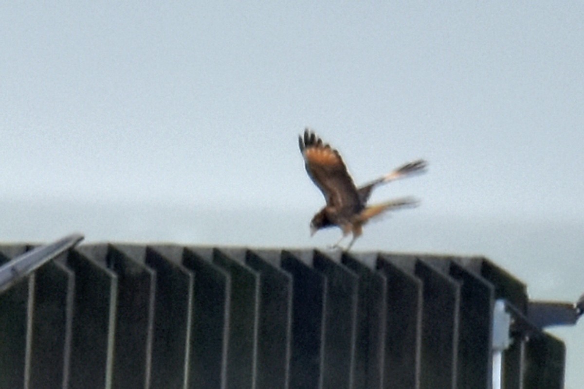 Yellow-headed Caracara - ML628021342