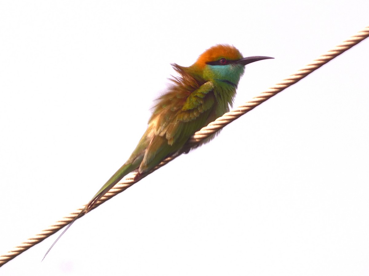 Asian Green Bee-eater - ML628021384