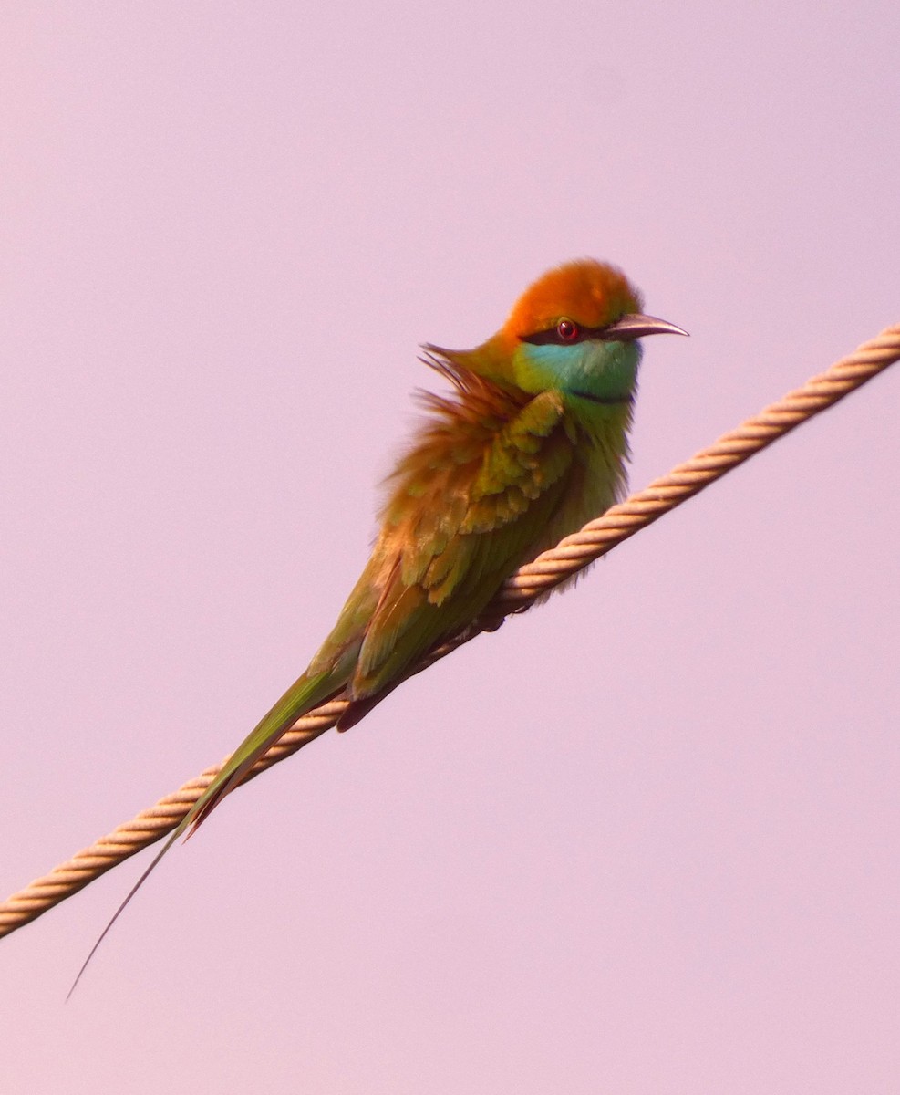 Asian Green Bee-eater - ML628021385