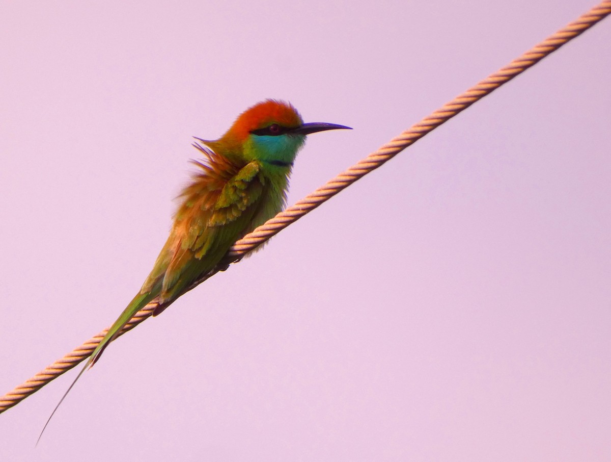 Asian Green Bee-eater - ML628021386