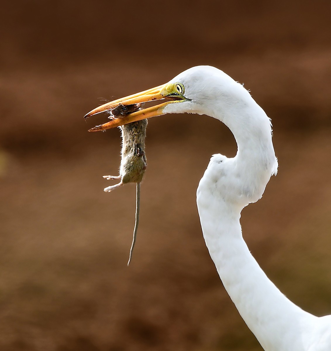 Great Egret - ML628021388