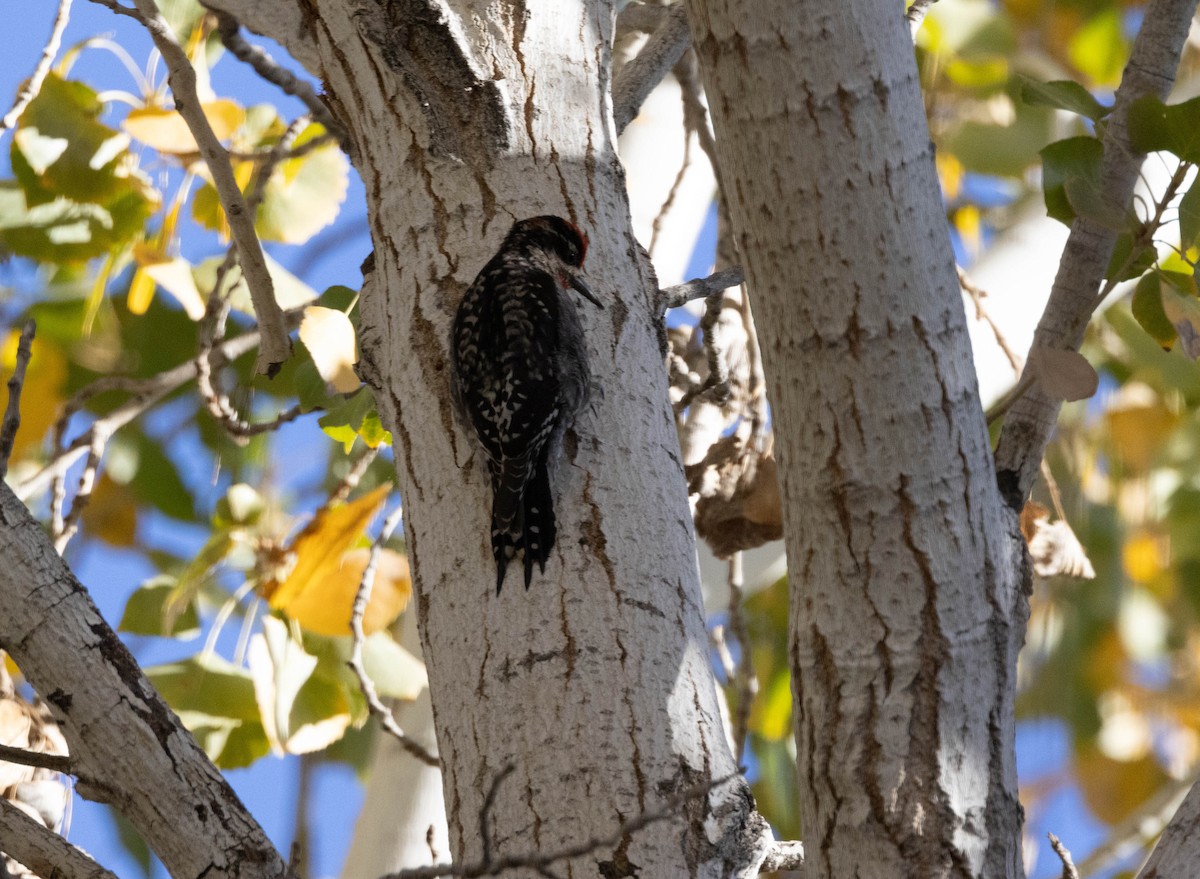 Red-naped Sapsucker - ML628021499