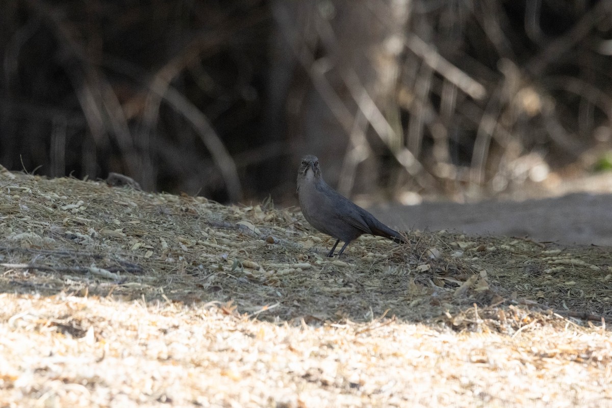 Crissal Thrasher - ML628021516