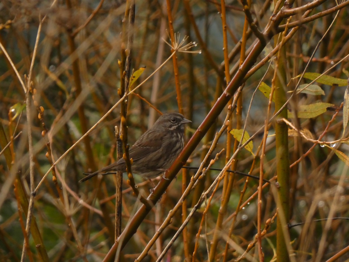 Song Sparrow - ML628021560