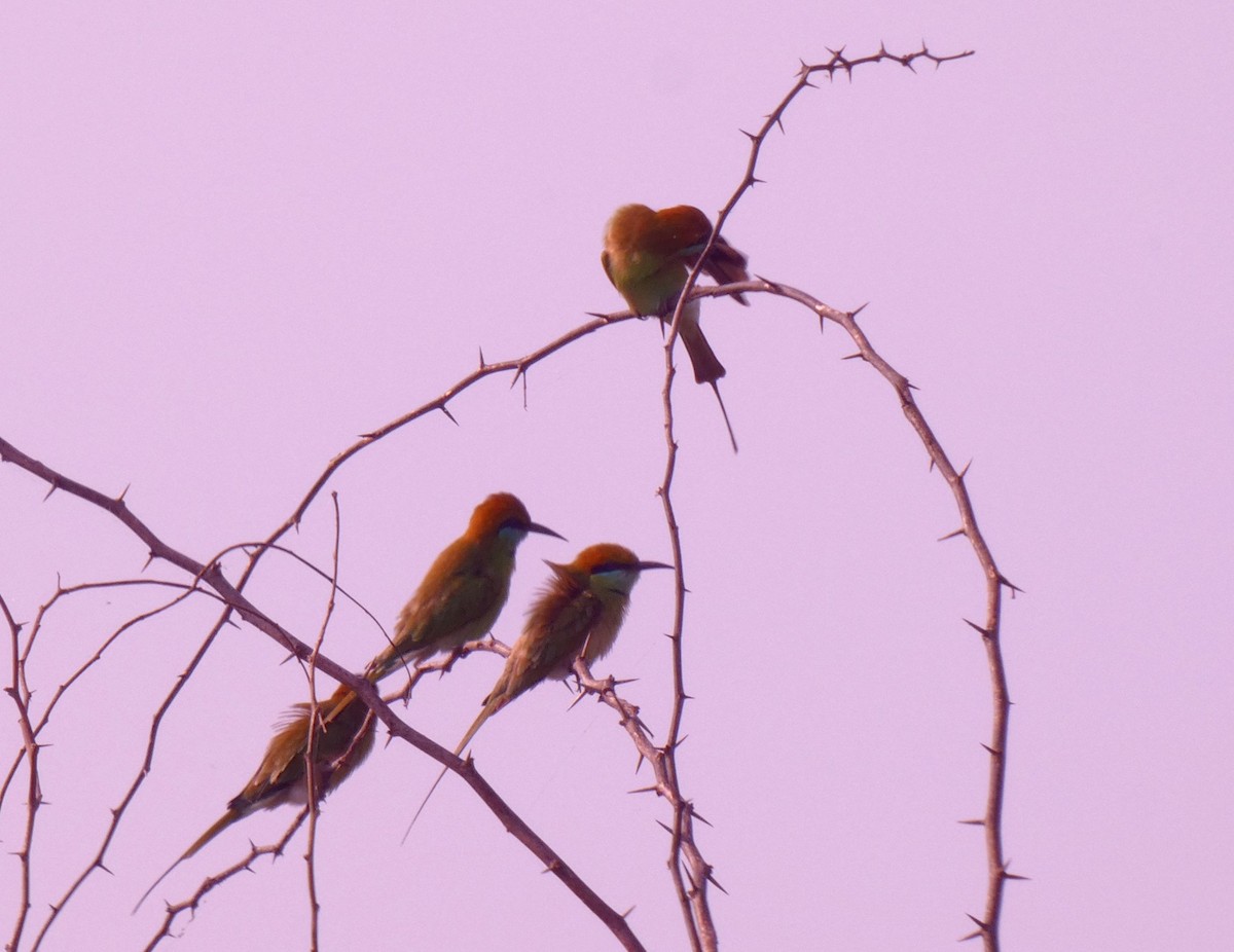 Asian Green Bee-eater - ML628021561