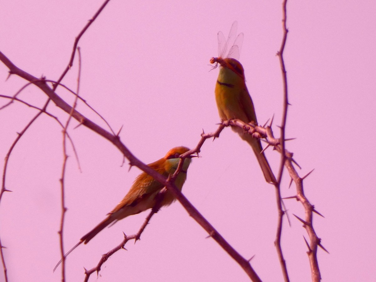 Asian Green Bee-eater - ML628021562