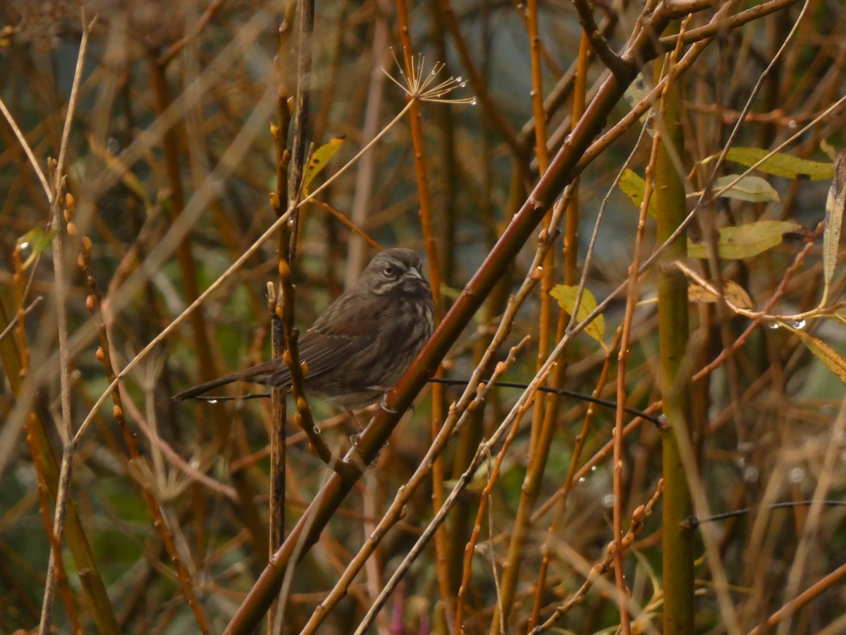 Song Sparrow - ML628021564