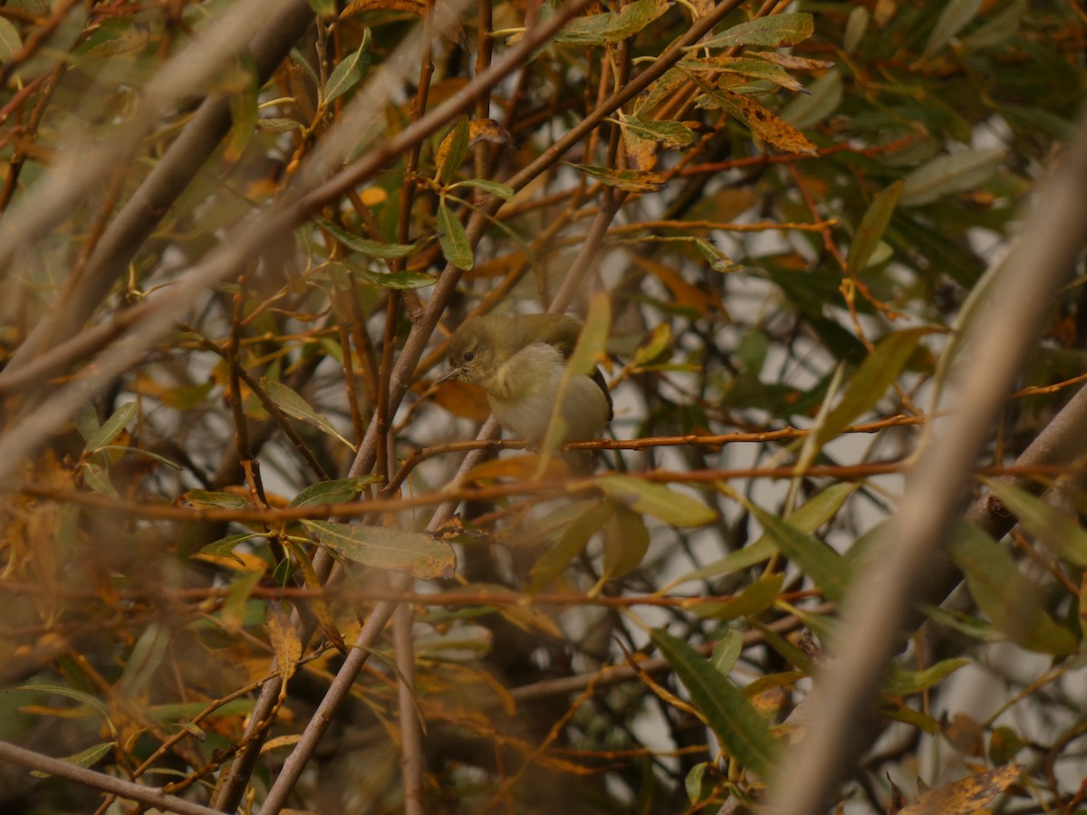 Tennessee Warbler - ML628021570