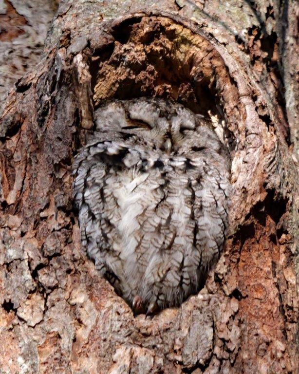 Eastern Screech-Owl - ML628021580