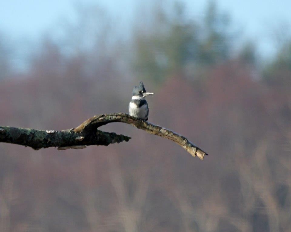 Belted Kingfisher - ML628021589