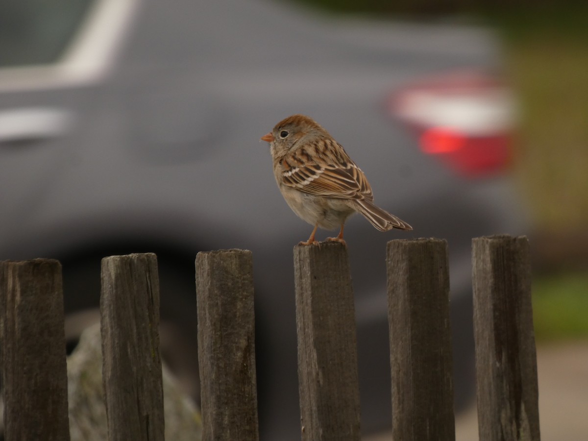 Field Sparrow - ML628021591