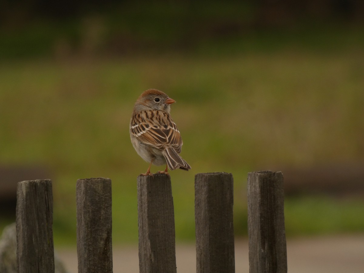 Field Sparrow - ML628021593