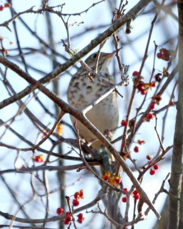 Hermit Thrush - ML628021594