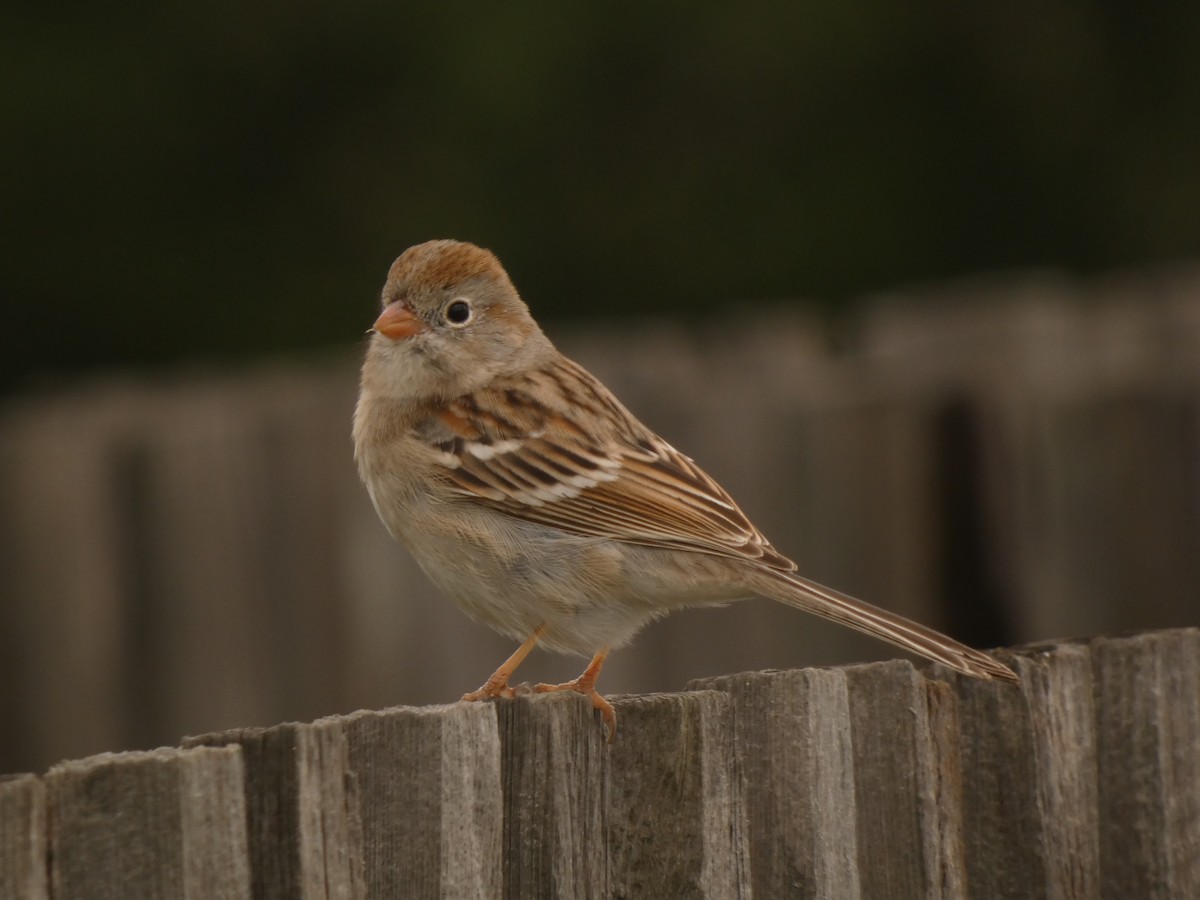 Field Sparrow - ML628021598