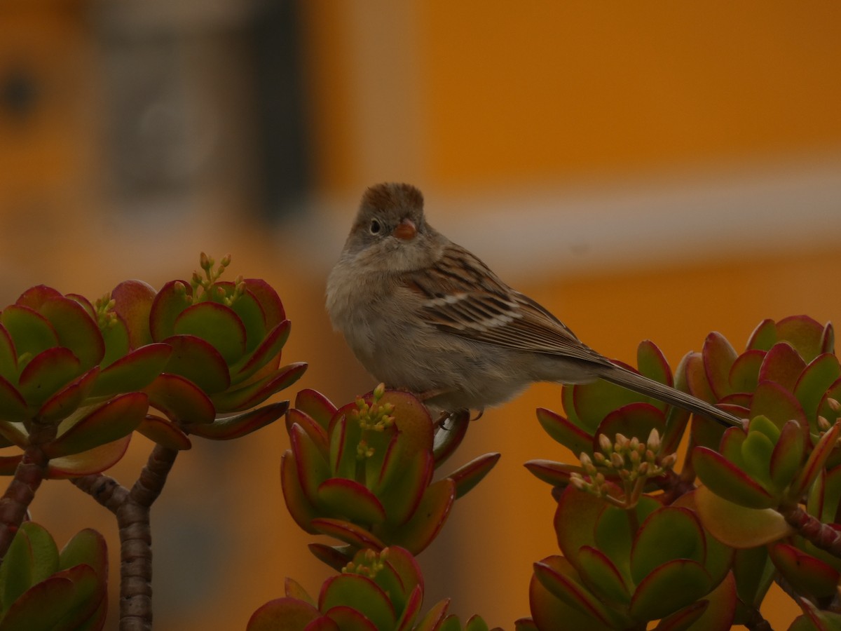 Field Sparrow - ML628021602