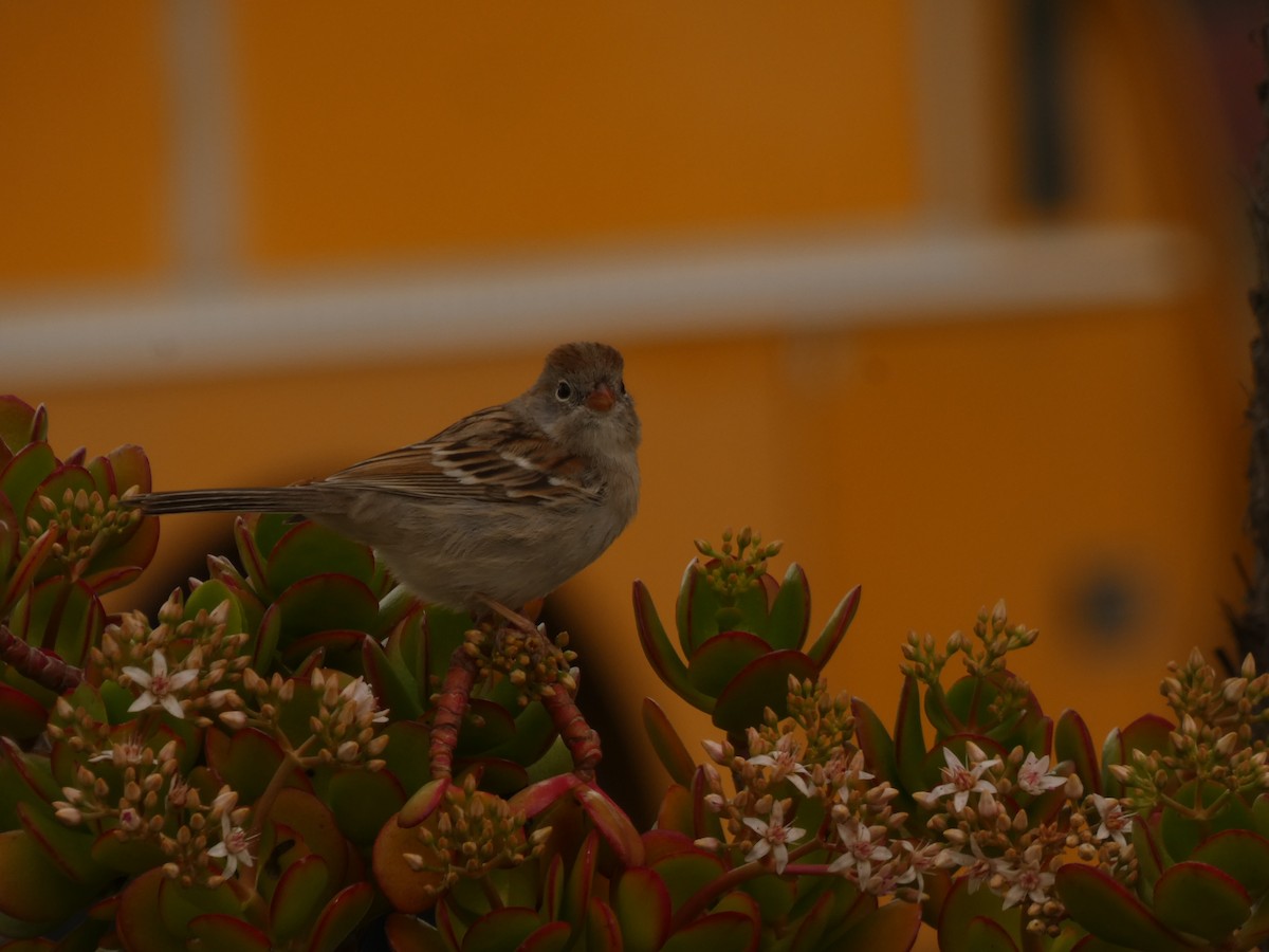 Field Sparrow - ML628021607