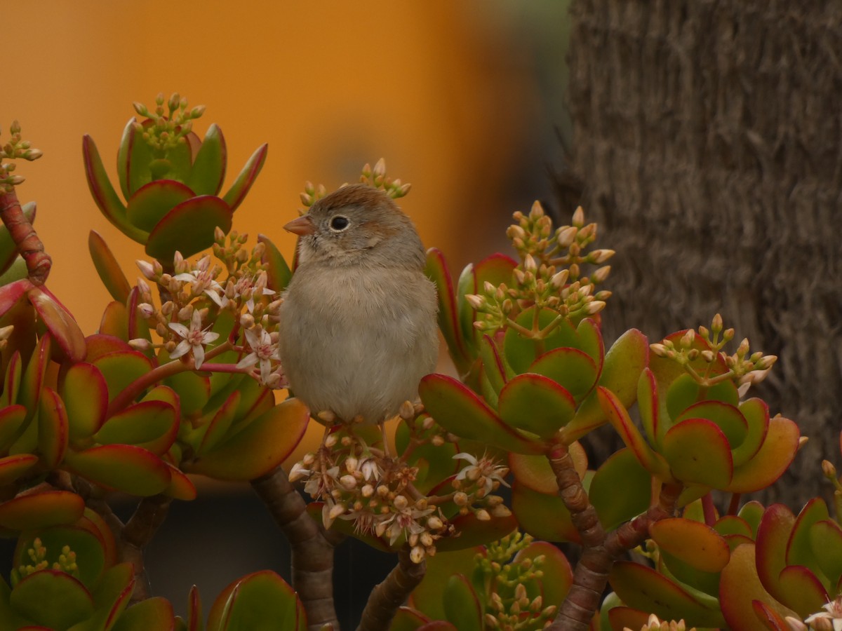 Field Sparrow - ML628021614