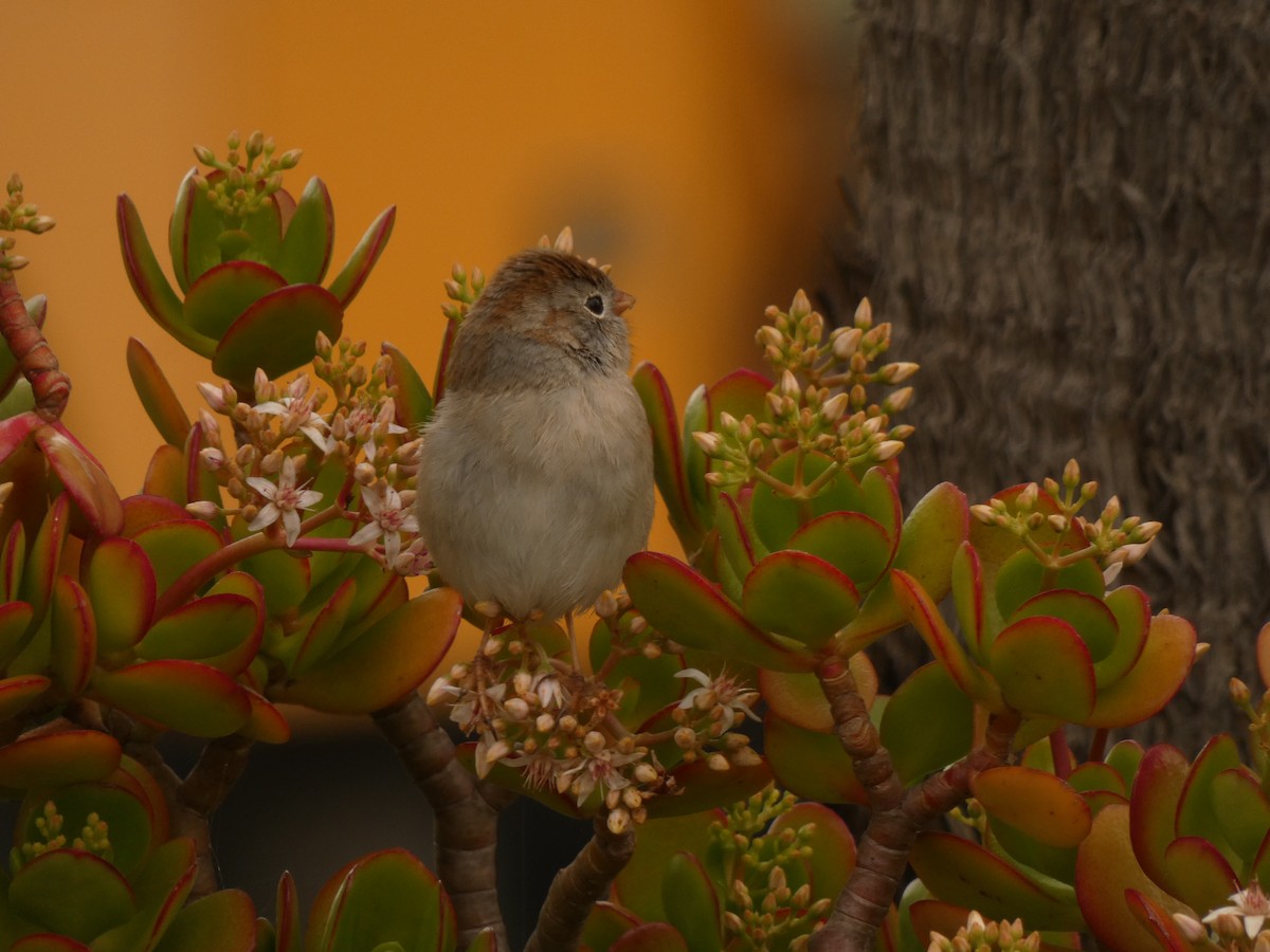 Field Sparrow - ML628021626