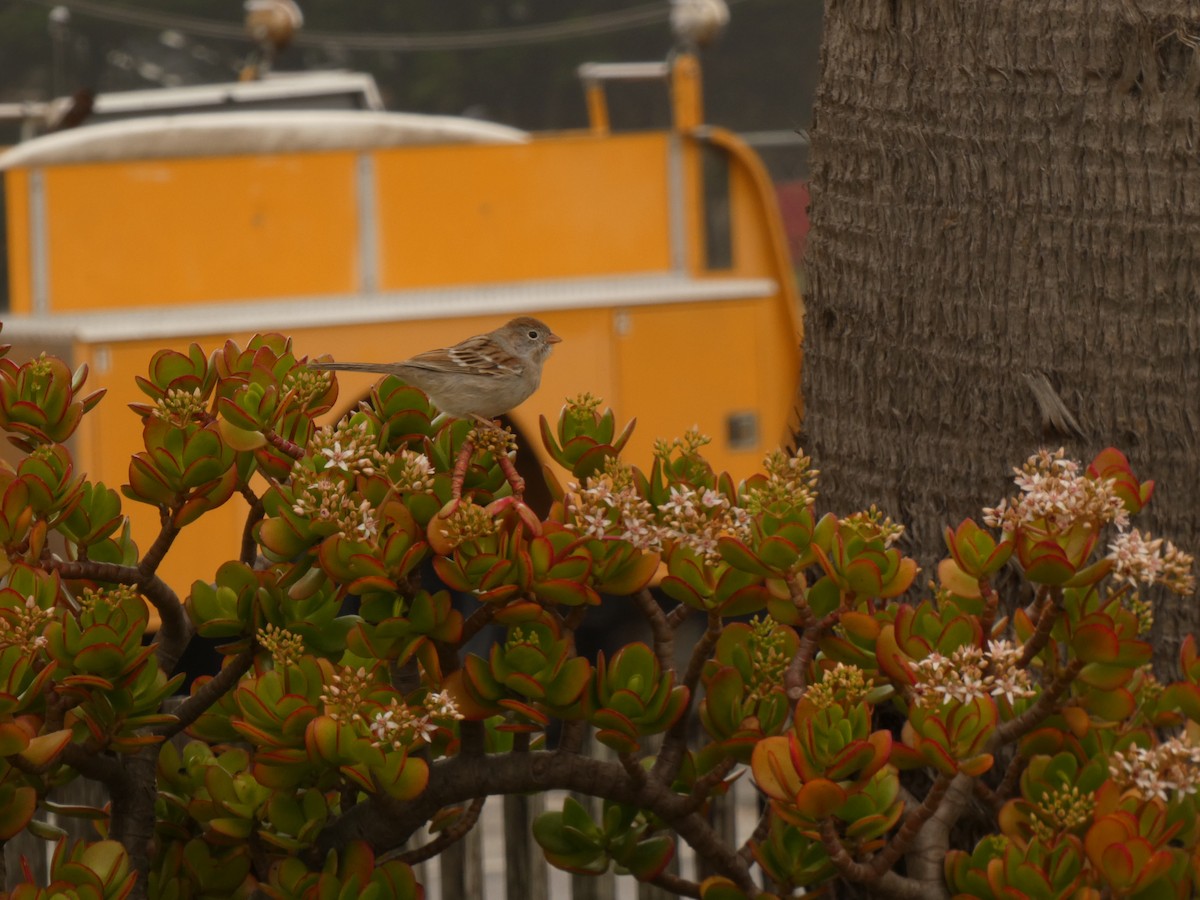 Field Sparrow - ML628021629