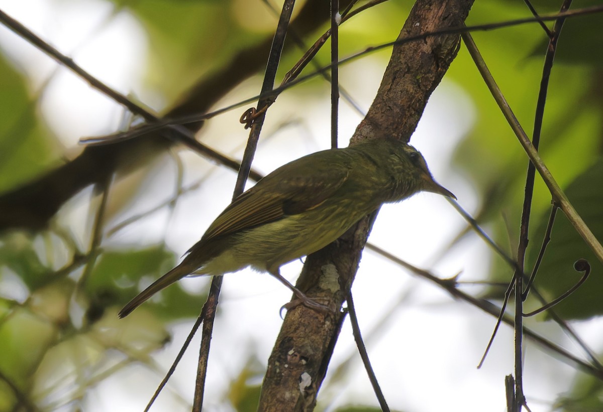 Olive-streaked Flycatcher - ML628021681