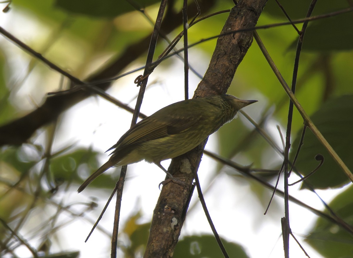 Olive-streaked Flycatcher - ML628021682