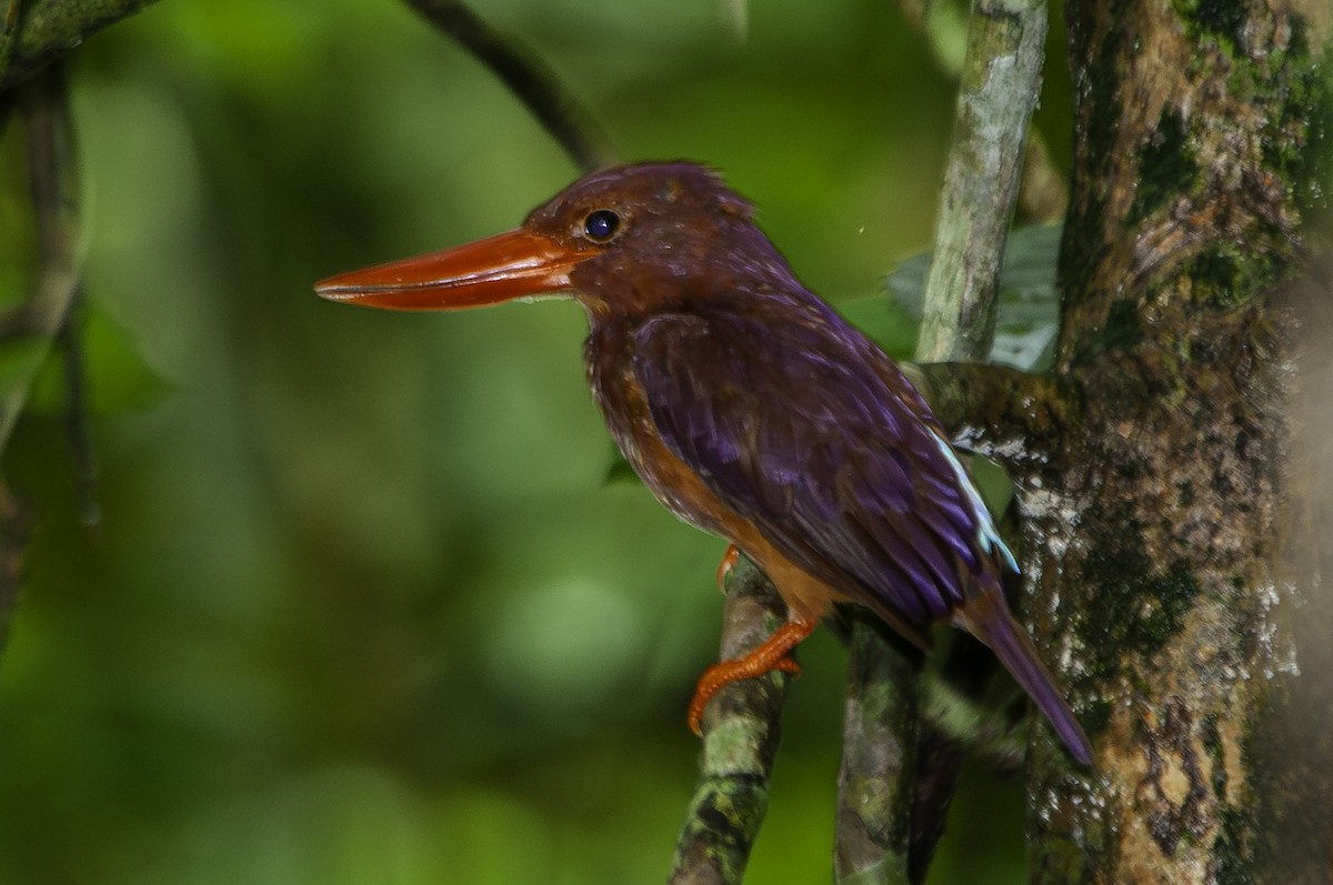 Ruddy Kingfisher - ML628021698