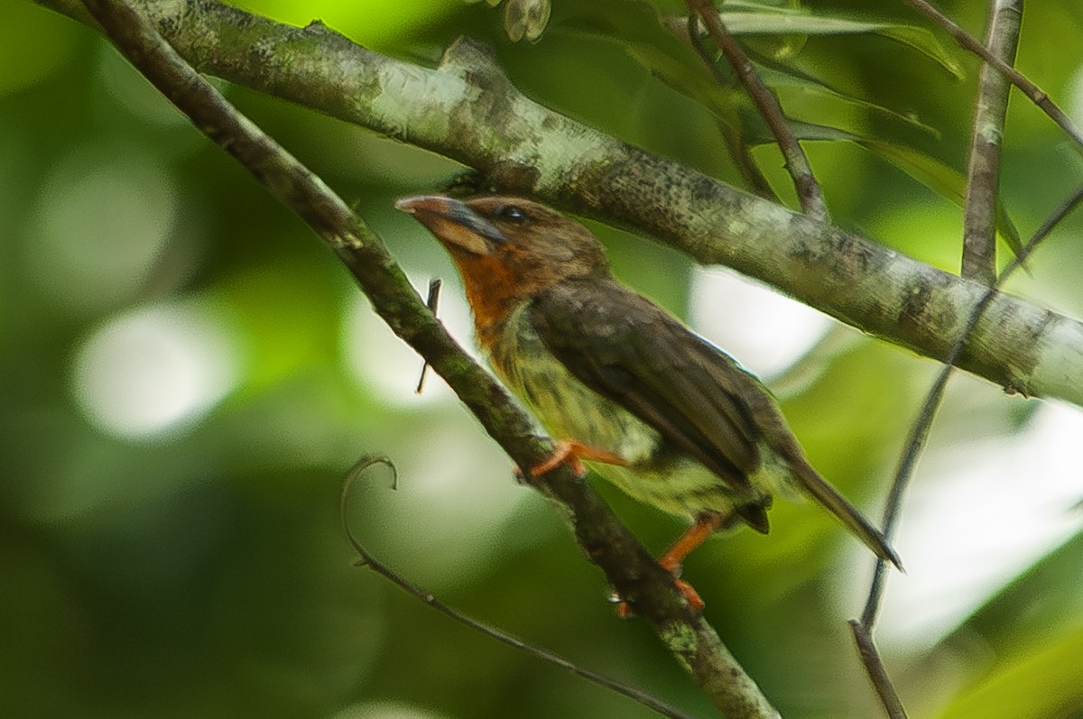 Brown Barbet - ML628021700