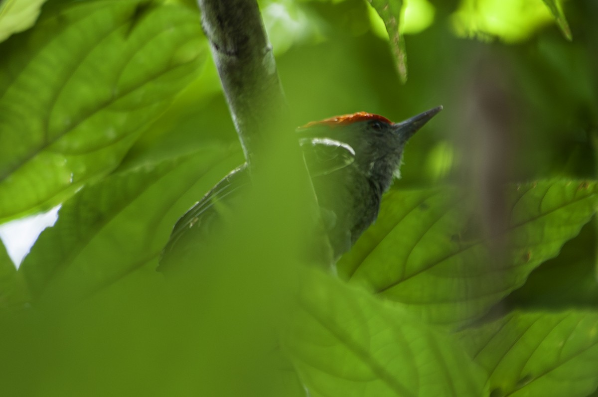 Gray-and-buff Woodpecker (Gray-and-buff) - ML628021705