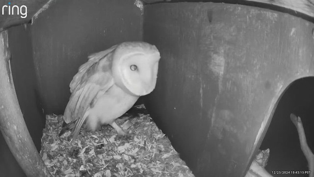 American Barn Owl - ML628021707