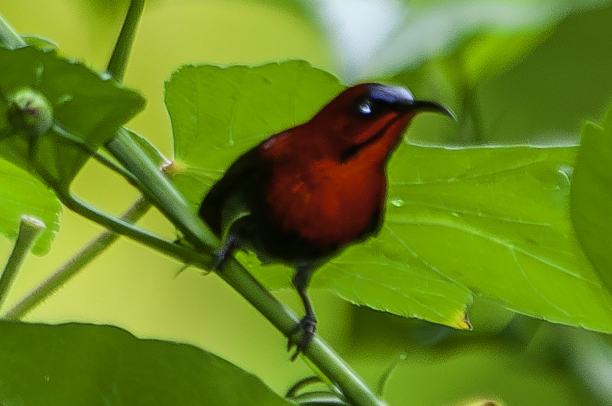 Crimson Sunbird (Crimson) - ML628021711