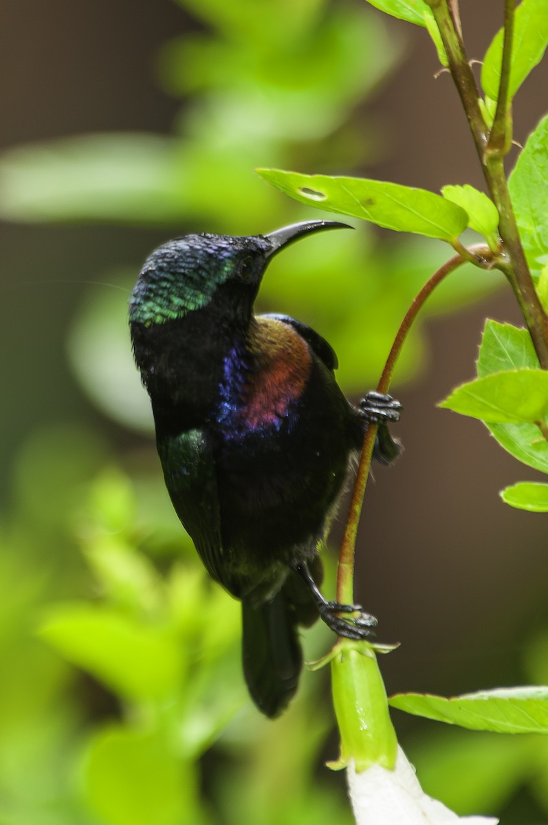 Copper-throated Sunbird - ML628021713