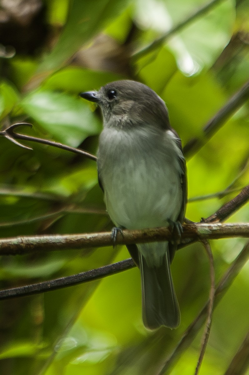 Mangrove Whistler - ML628021720